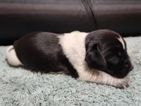 Scout, a female Beagle for sale in Springfield, MO – Photo 2 of 8