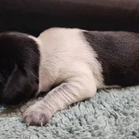 Scout, a female Beagle for sale in Springfield, MO – Photo 3 of 8