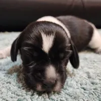 Scout, a female Beagle for sale in Springfield, MO – Photo 1 of 8