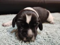 Scout, a female Beagle for sale in Springfield, MO – Photo 1 of 8