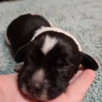 Scout, a female Beagle for sale in Springfield, MO – Photo 5 of 8