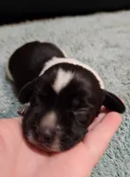 Scout, a female Beagle for sale in Springfield, MO – Photo 5 of 8