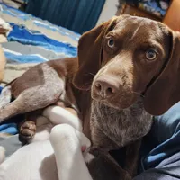 Scout, a female Beagle for sale in Springfield, MO – Photo 7 of 8