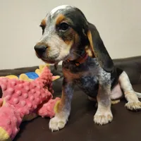 Kal, a male Beagle for sale in Springfield, MO – Photo 5 of 10