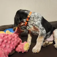 Kal, a male Beagle for sale in Springfield, MO – Photo 10 of 10