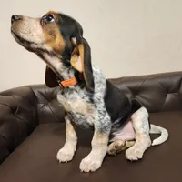 Kal, a male Beagle for sale in Springfield, MO – Photo 4 of 10