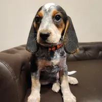 Kal, a male Beagle for sale in Springfield, MO – Photo 6 of 10