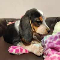 Kal, a male Beagle for sale in Springfield, MO – Photo 3 of 10