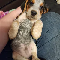 Kal, a male Beagle for sale in Springfield, MO – Photo 1 of 10