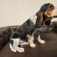 Kal, a male Beagle for sale in Springfield, MO – Photo 7 of 10