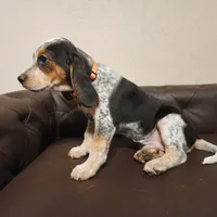 Kal, a male Beagle for sale in Springfield, MO – Photo 8 of 10