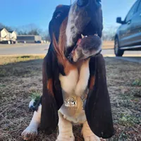 Annabelle, a female Basset Hound for sale in Springfield, MO – Photo 3 of 10