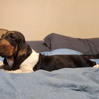 Annabelle, a female Basset Hound for sale in Springfield, MO – Photo 5 of 10