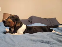 Dorothy, a female Basset Hound for sale in Springfield, MO – Photo 5 of 10