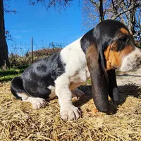 Annabelle, a female Basset Hound for sale in Springfield, MO – Photo 6 of 10