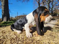 Dorothy, a female Basset Hound for sale in Springfield, MO – Photo 6 of 10