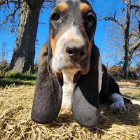 Annabelle, a female Basset Hound for sale in Springfield, MO – Photo 10 of 10