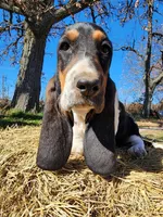 Dorothy, a female Basset Hound for sale in Springfield, MO – Photo 10 of 10