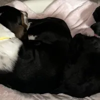 Annabelle, a female Basset Hound for sale in Springfield, MO – Photo 4 of 10