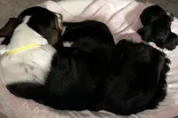 Dorothy, a female Basset Hound for sale in Springfield, MO – Photo 4 of 10