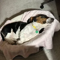 Annabelle, a female Basset Hound for sale in Springfield, MO – Photo 2 of 10