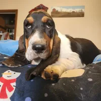 Annabelle, a female Basset Hound for sale in Springfield, MO – Photo 7 of 10