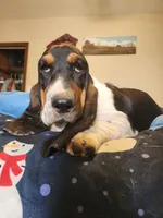 Dorothy, a female Basset Hound for sale in Springfield, MO – Photo 7 of 10