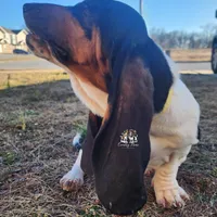 Annabelle, a female Basset Hound for sale in Springfield, MO – Photo 8 of 10