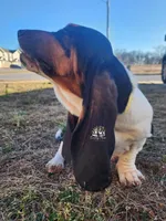 Dorothy, a female Basset Hound for sale in Springfield, MO – Photo 8 of 10