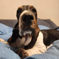 Annabelle, a female Basset Hound for sale in Springfield, MO – Photo 9 of 10