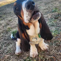 Annabelle, a female Basset Hound for sale in Springfield, MO – Photo 1 of 10