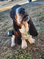 Dorothy, a female Basset Hound for sale in Springfield, MO – Photo 1 of 10