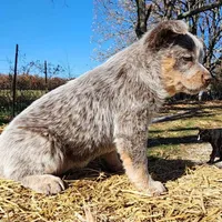 Dory, a female Australian Cattle Dog for sale in Springfield, MO – Photo 5 of 10