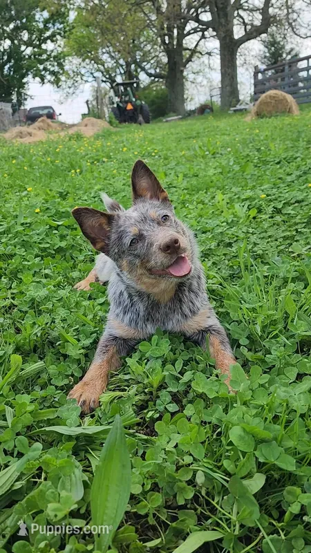 Dory – Australian Cattle Dog puppy for sale in Springfield, MO