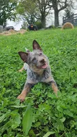 Dory, a female Australian Cattle Dog for sale in Springfield, MO – Photo 1 of 10