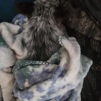 Dory, a female Australian Cattle Dog for sale in Springfield, MO – Photo 7 of 10