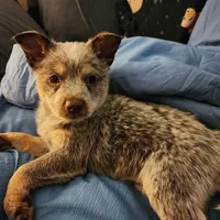 Dory, a female Australian Cattle Dog for sale in Springfield, MO – Photo 6 of 10