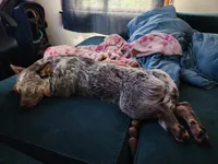 Dory, a female Australian Cattle Dog for sale in Springfield, MO – Photo 3 of 10