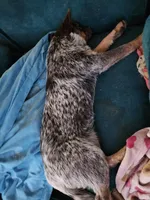 Dory, a female Australian Cattle Dog for sale in Springfield, MO – Photo 2 of 10