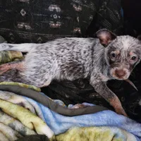 Dory, a female Australian Cattle Dog for sale in Springfield, MO – Photo 9 of 10