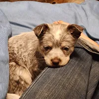 Dory, a female Australian Cattle Dog for sale in Springfield, MO – Photo 8 of 10