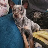 Dory, a female Australian Cattle Dog for sale in Springfield, MO – Photo 10 of 10