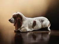 Rosie AKC, a female Basset Hound for sale in Springfield, MO – Photo 7 of 9