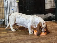 Rosie AKC, a female Basset Hound for sale in Springfield, MO – Photo 9 of 9