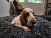 Rosie AKC, a female Basset Hound for sale in Springfield, MO – Photo 1 of 9