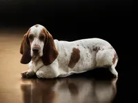 Rosie AKC, a female Basset Hound for sale in Springfield, MO – Photo 8 of 9