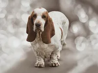 Rosie AKC, a female Basset Hound for sale in Springfield, MO – Photo 6 of 9
