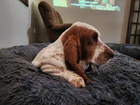 Rosie AKC, a female Basset Hound for sale in Springfield, MO – Photo 2 of 9