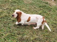 Rosie AKC, a female Basset Hound for sale in Springfield, MO – Photo 5 of 9
