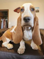 processed/9de15830-df33-4c0d-b764-1ceea89df78d/listing/fd4a1cf6-b065-48f6-80bd-36224aae83f4/1e262035-295e-45fe-a2eb-4c09b5d7a6f0